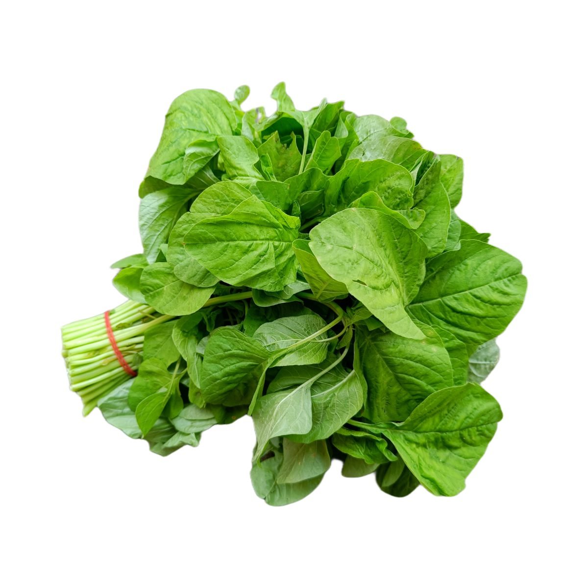Bayam